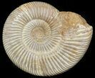 Perisphinctes Ammonite - Jurassic #45410-1